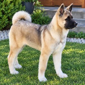 Imperio American Akita Imperio American Akita