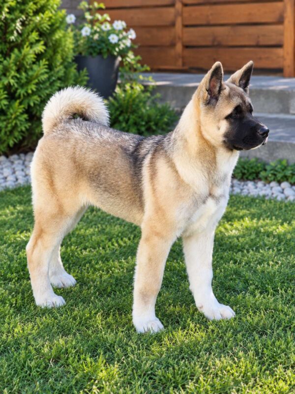 Imperio American Akita Imperio American Akita