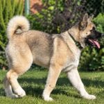 Imperio-male-American-Akita-puppy-for-sale-2