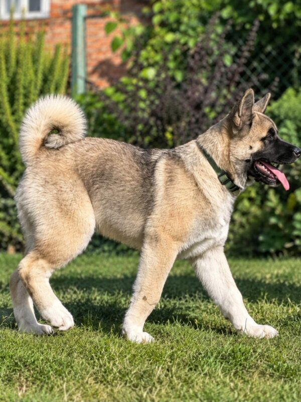 Imperio American Akita Imperio American Akita