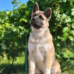 Imperio-male-American-Akita-puppy-for-sale-4