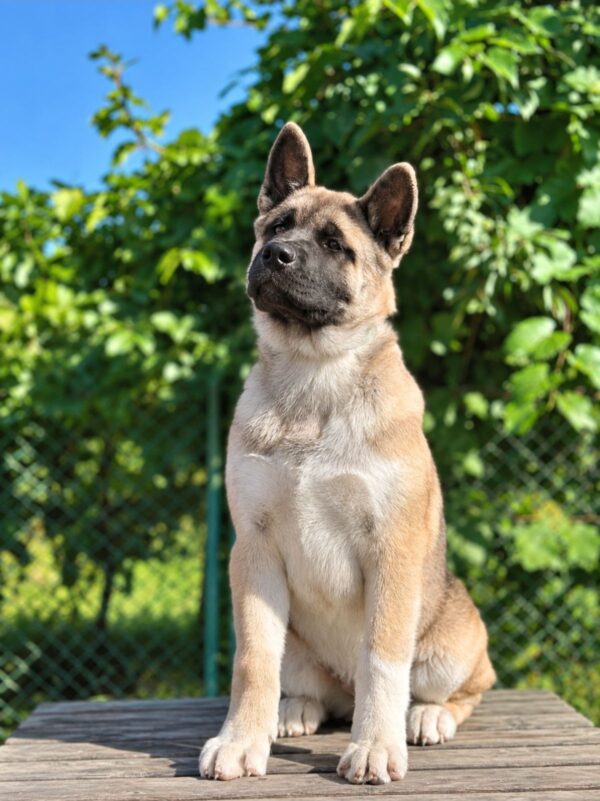 Imperio American Akita Imperio American Akita