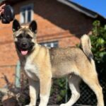 Imperio-male-American-Akita-puppy-for-sale-5