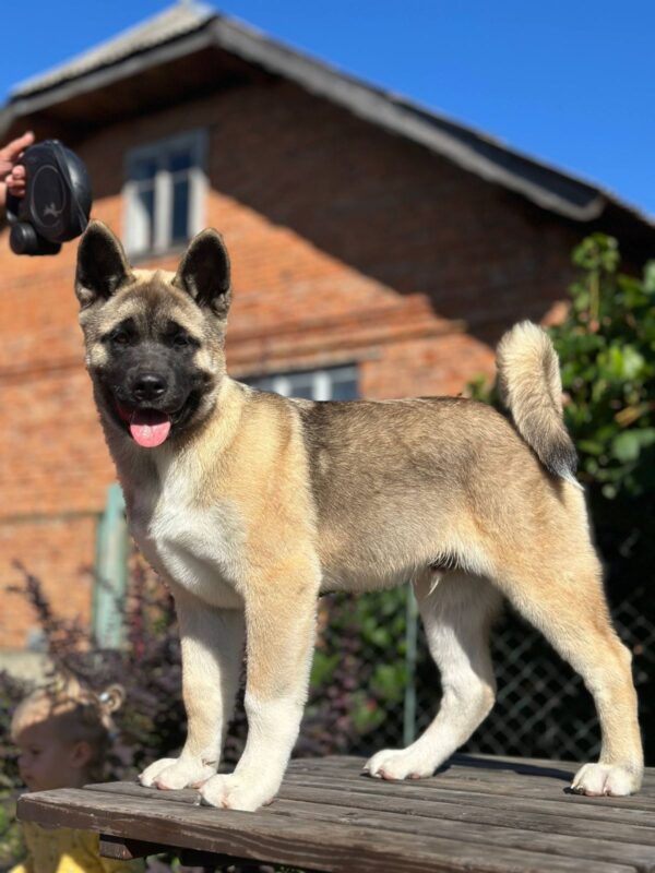 Imperio American Akita Imperio American Akita