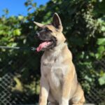 Imperio-male-American-Akita-puppy-for-sale-6