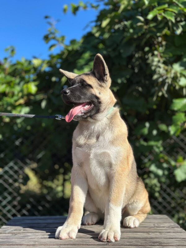 Imperio American Akita Imperio American Akita