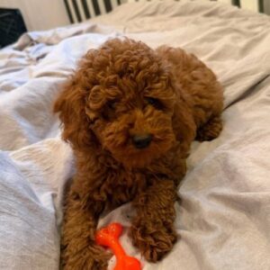 Ivor Toy Poodle Ivor Toy Poodle