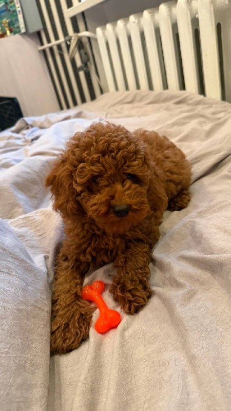 Ivor Toy Poodle Ivor Toy Poodle