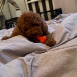 Ivor-male-Poodle-puppy-for-sale-2