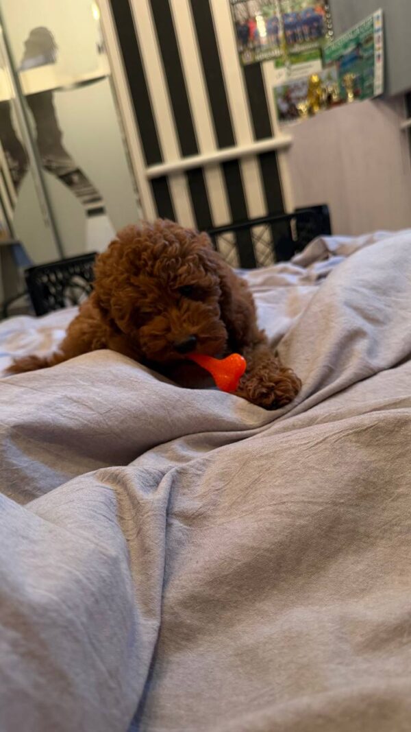 Ivor Toy Poodle Ivor Toy Poodle
