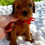 Janny-female-Cavapoo-puppy-for-sale-1
