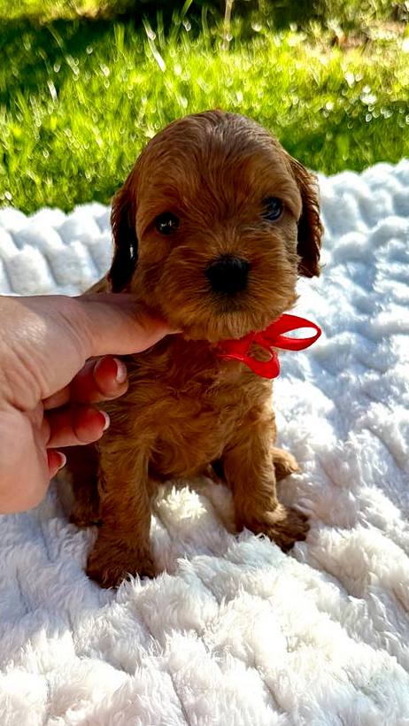 Janny Cavapoo Janny Cavapoo