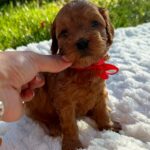Janny-female-Cavapoo-puppy-for-sale-2