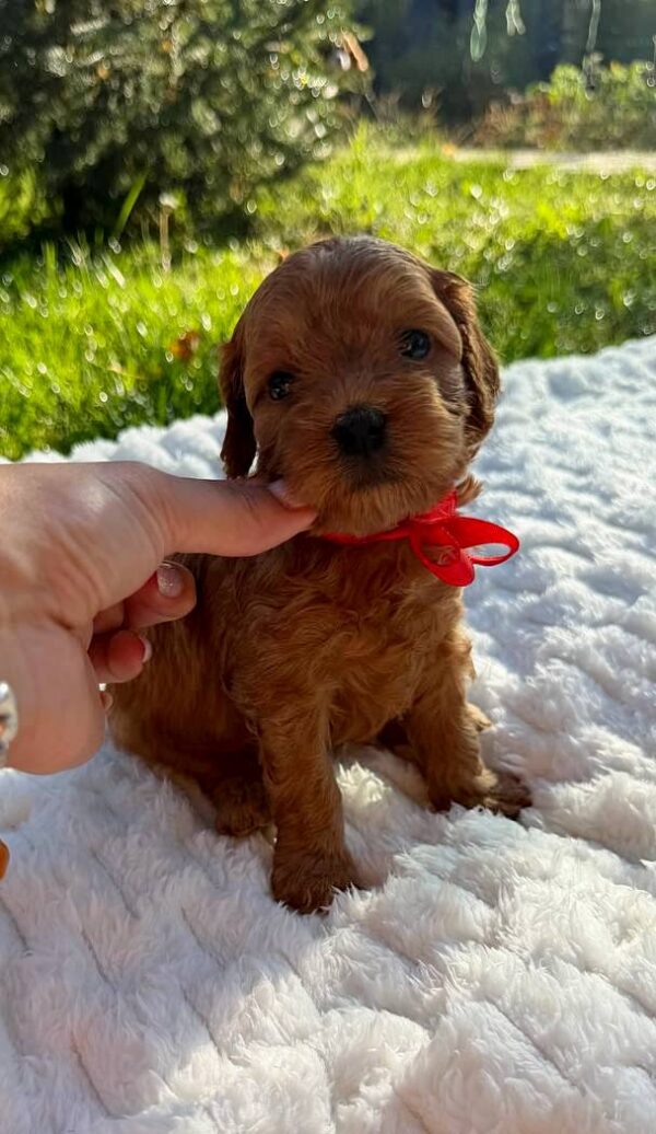 Janny Cavapoo Janny Cavapoo