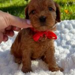 Janny-female-Cavapoo-puppy-for-sale-3