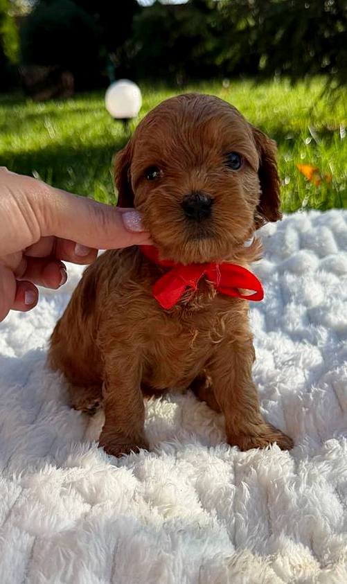 Janny Cavapoo Janny Cavapoo
