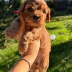 Janny-female-Cavapoo-puppy-for-sale-4