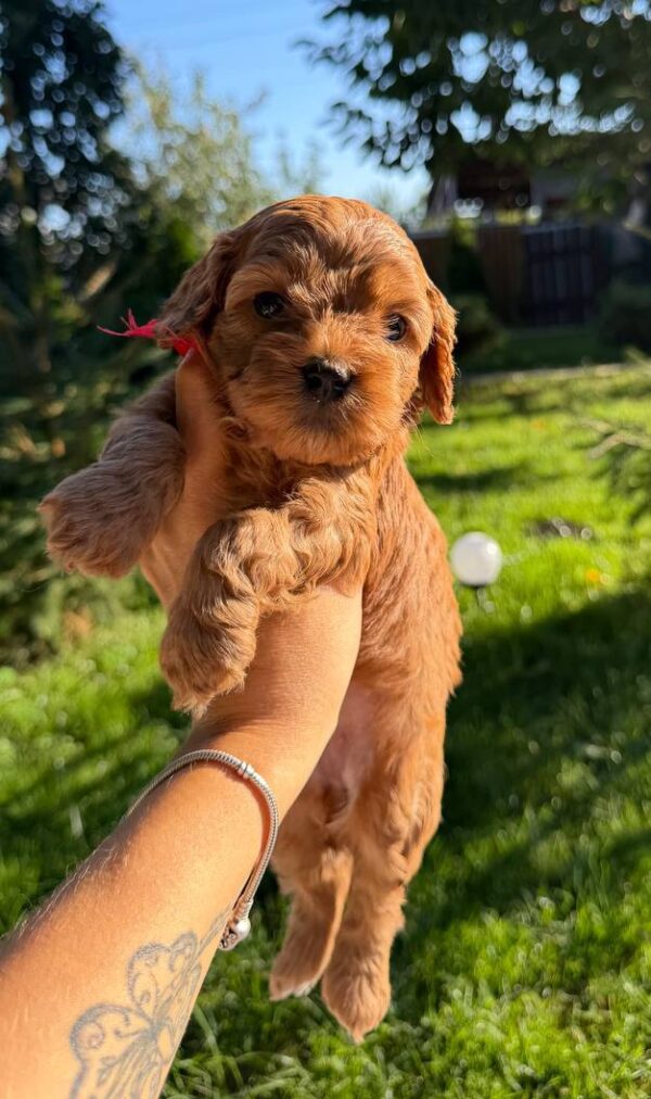 Janny Cavapoo Janny Cavapoo
