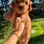 Janny-female-Cavapoo-puppy-for-sale-5
