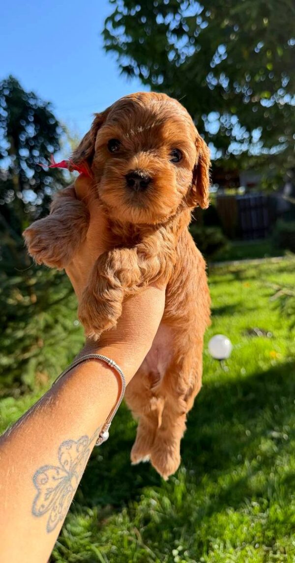 Janny Cavapoo Janny Cavapoo