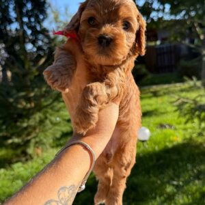Janny Cavapoo Janny Cavapoo