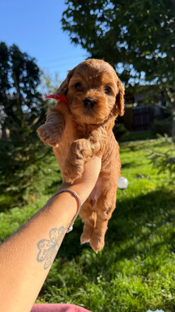 Janny Cavapoo Janny Cavapoo