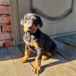 Jaya-female-Dobermann-puppy-for-sale-1