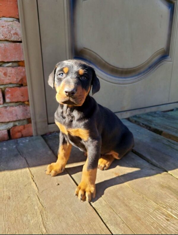Jaya Dobermann Jaya Dobermann