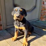 Jaya-female-Dobermann-puppy-for-sale-2