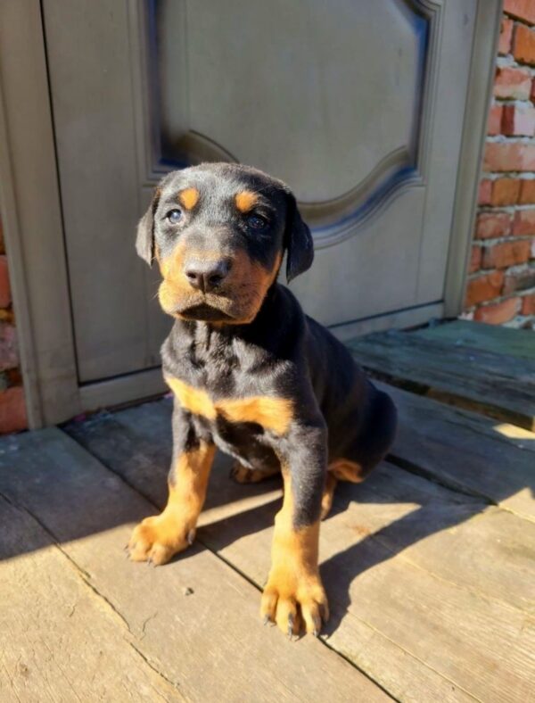 Jaya Dobermann Jaya Dobermann