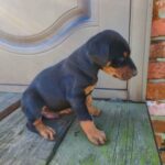 Jaya-female-Dobermann-puppy-for-sale-3