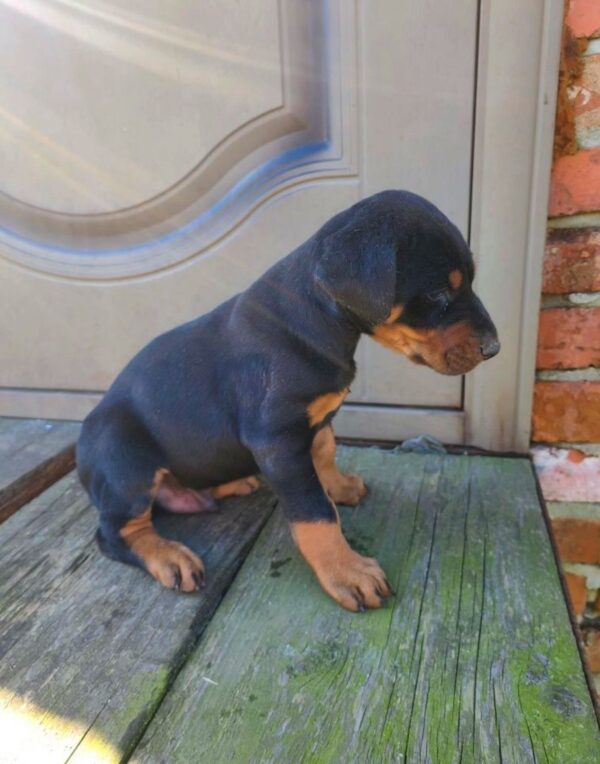 Jaya Dobermann Jaya Dobermann