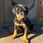 Jaya-female-Dobermann-puppy-for-sale-4