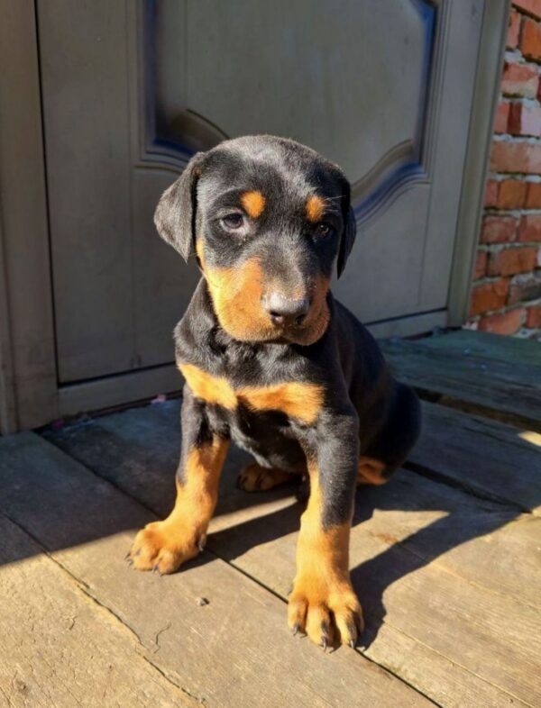 Jaya Dobermann Jaya Dobermann