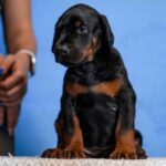 Jimmy-male-Dobermann-puppy-for-sale-1