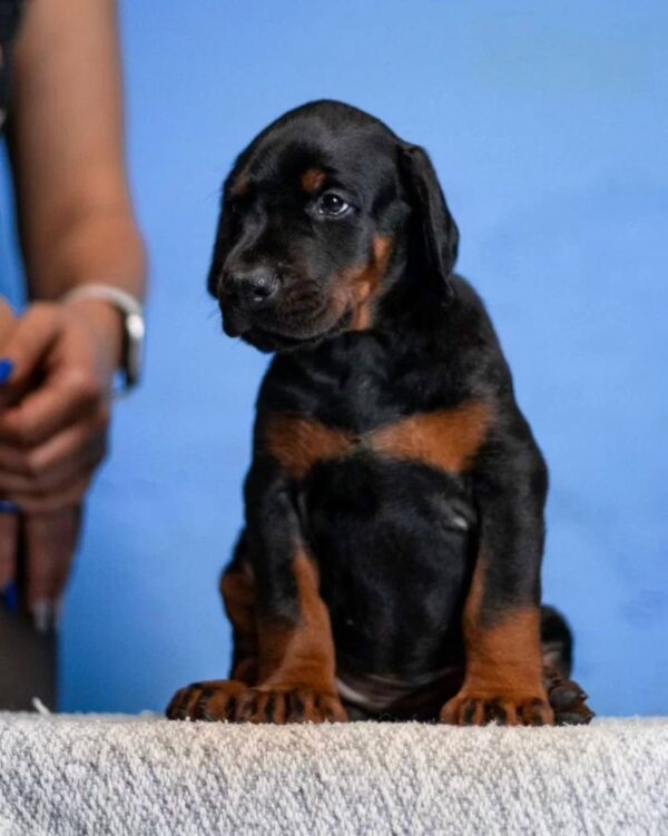 Jimmy Dobermann Jimmy Dobermann
