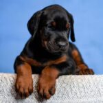 Jimmy-male-Dobermann-puppy-for-sale-2
