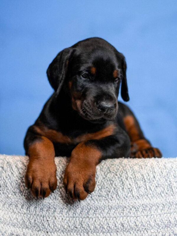Jimmy Dobermann Jimmy Dobermann