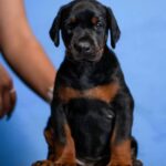 Jimmy-male-Dobermann-puppy-for-sale-3