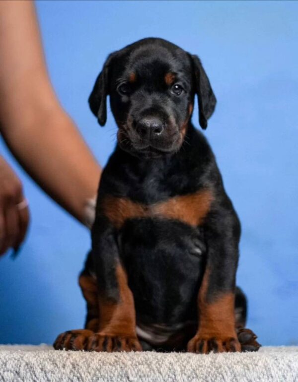 Jimmy Dobermann Jimmy Dobermann