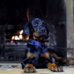 Jimmy-male-Dobermann-puppy-for-sale-4