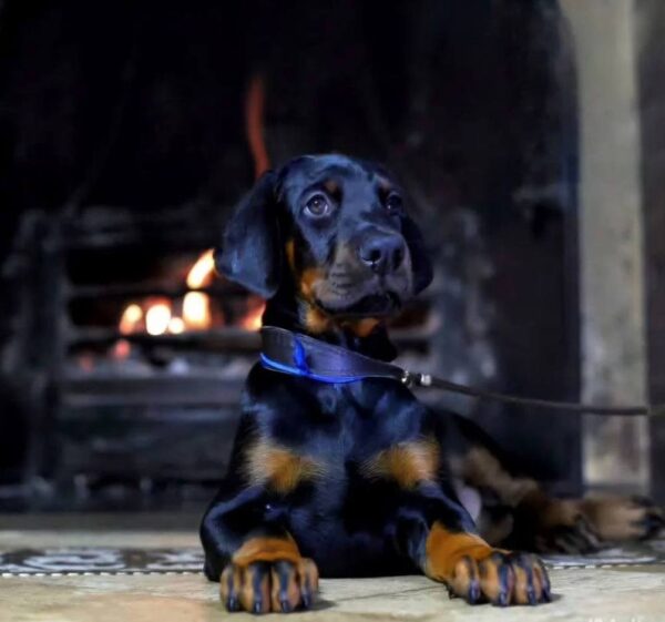 Jimmy Dobermann Jimmy Dobermann