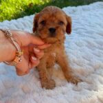 Joleine-female-Cavapoo-puppy-for-sale-1