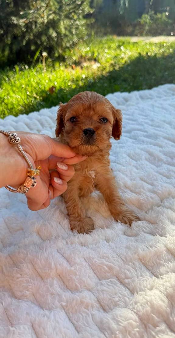 Joleine Cavapoo Joleine Cavapoo