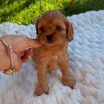 Joleine-female-Cavapoo-puppy-for-sale-2