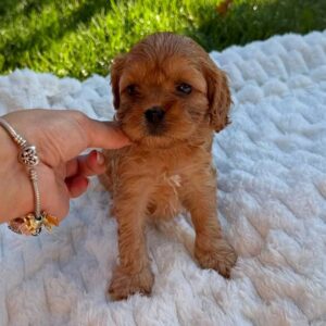 Joleine Cavapoo Joleine Cavapoo