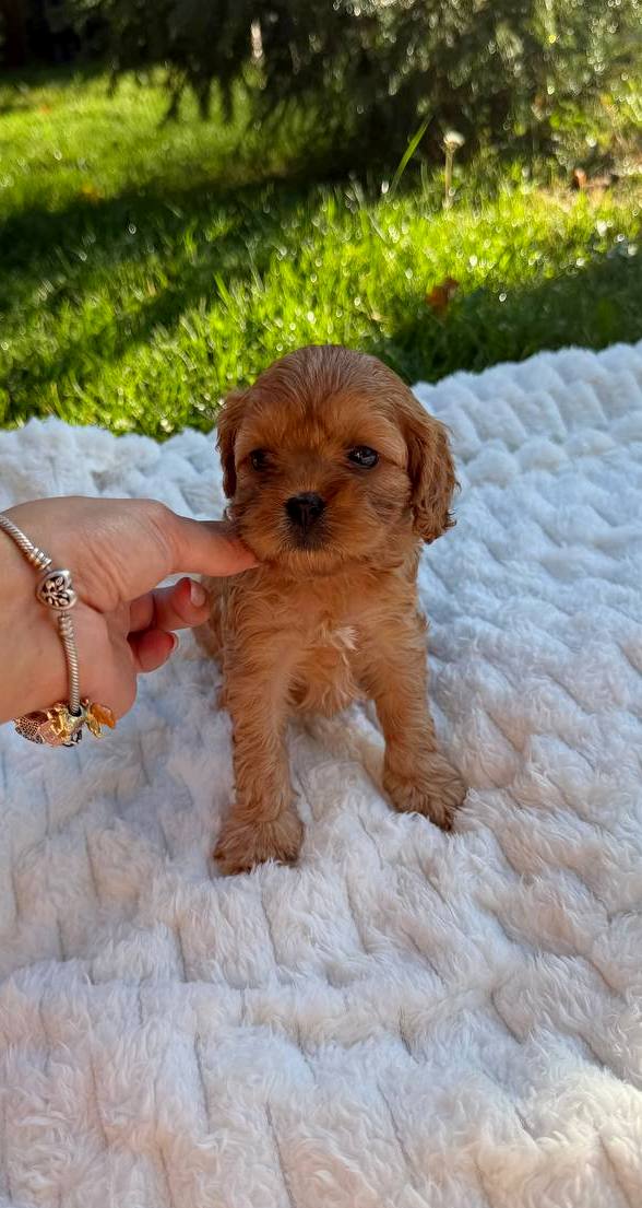 Joleine Cavapoo Joleine Cavapoo