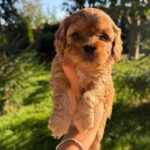 Joleine-female-Cavapoo-puppy-for-sale-3