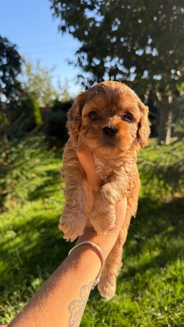 Joleine Cavapoo Joleine Cavapoo