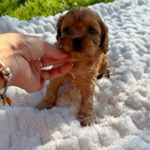 Joleine Cavapoo Joleine Cavapoo